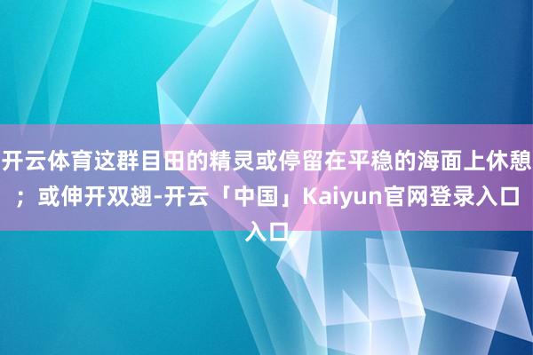 开云体育这群目田的精灵或停留在平稳的海面上休憩；或伸开双翅-
